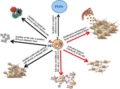 The Potential Effect of Novel Coronavirus SARS-CoV-2 on NK Cells; A Perspective on Potential Therapeutic Interventions